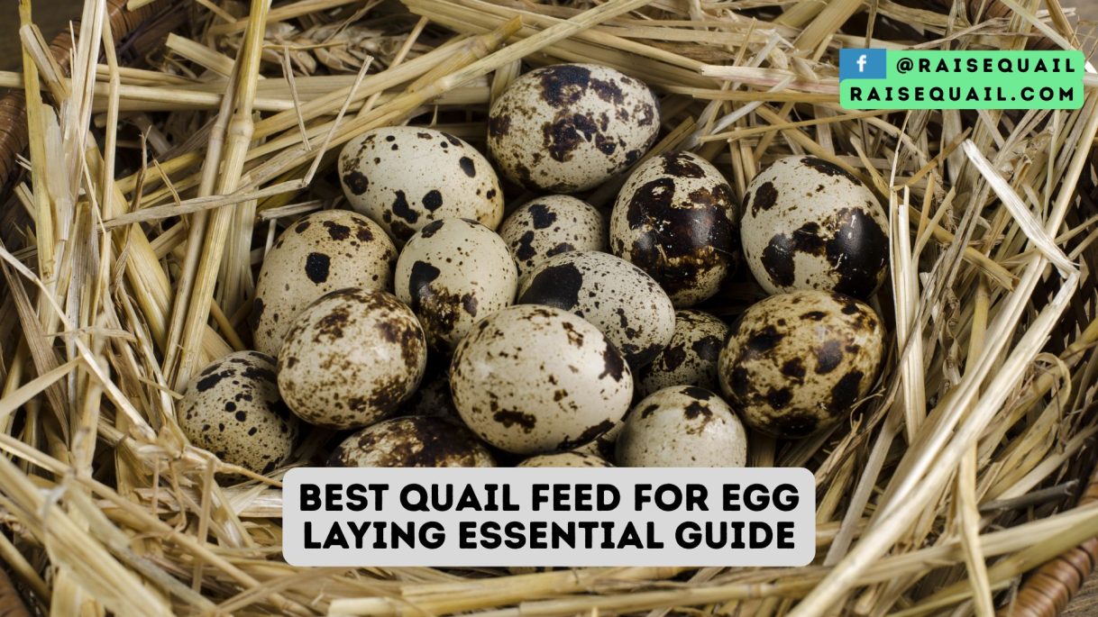 Snapshot of Thawed Quail Egg Feeding Chart For Laying